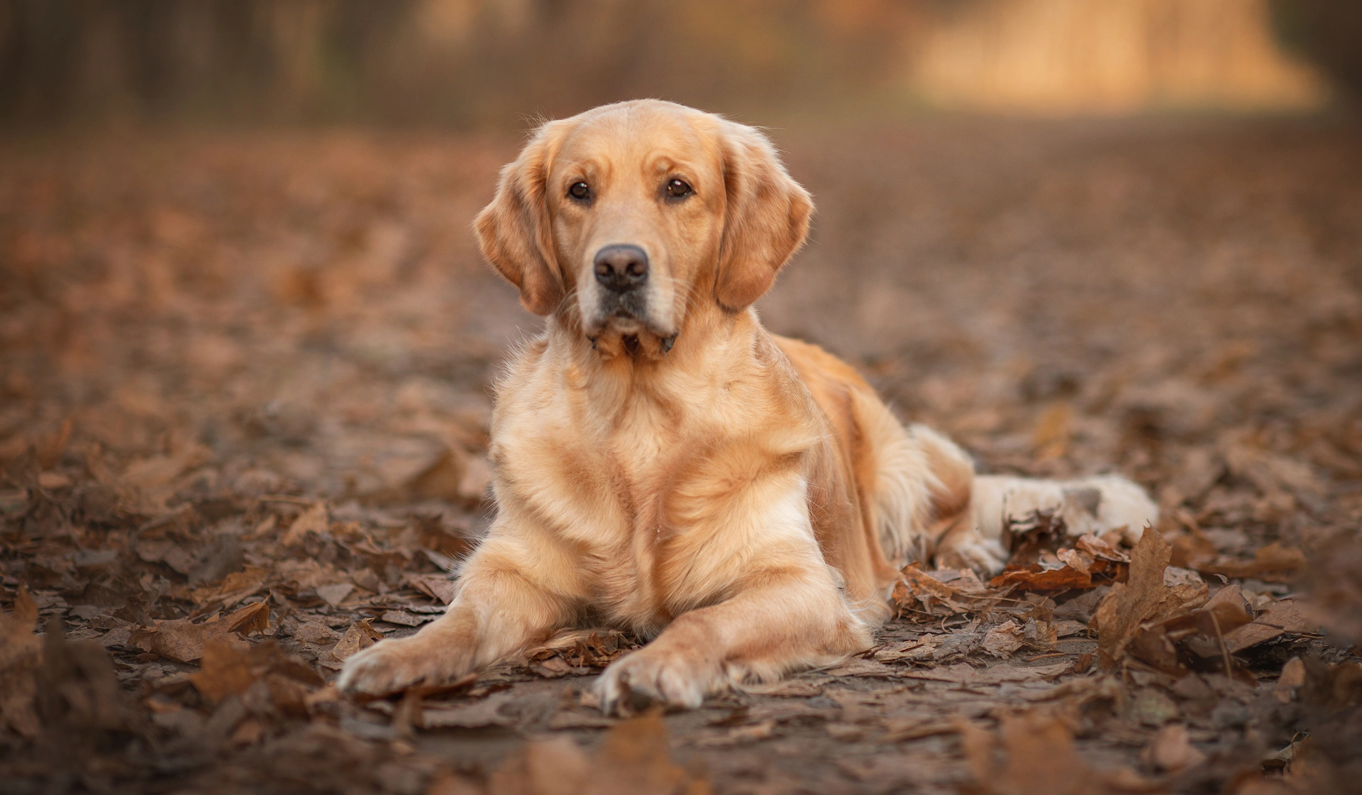 best care pet hospital hero image