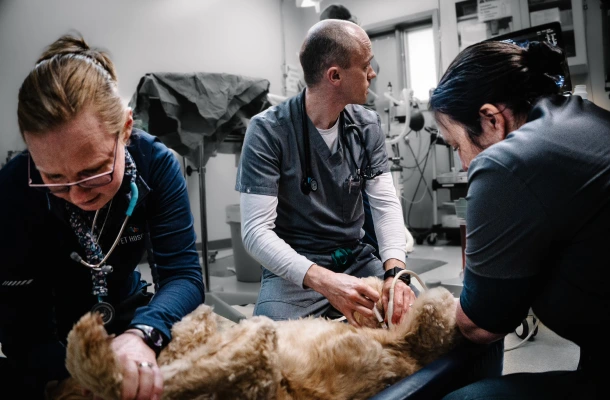 Emergency Pet Care