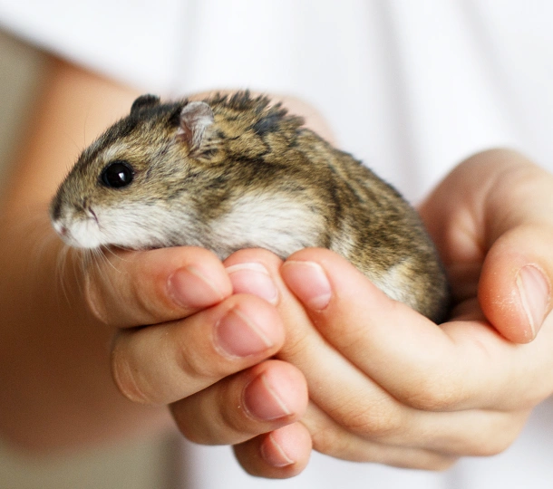 Pocket Pet Care